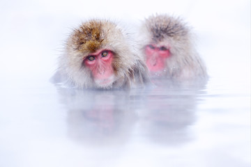 Monkey bath.  Japanese macaque, Macaca fuscata, red face portrait in the cold water with fog, animal in the nature habitat, Hokkaido, Japan. Wide angle lens photo with nature habitat. Family in spa