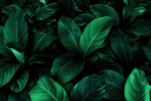 Leaves Of Spathiphyllum Cannifolium, Abstract Green Texture, Nature Background, Tropical Leaf