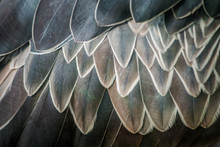 Bird Gray Feathers