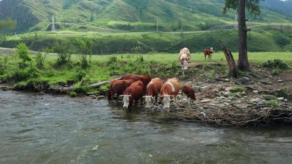 Canvas Print - Herd of cows drink water on bank of mountain river in Altai green valley. Cattle on a watering place in Siberia, Russia