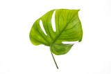 Fototapeta Tulipany - Beautiful green palm leaf isolated on white background