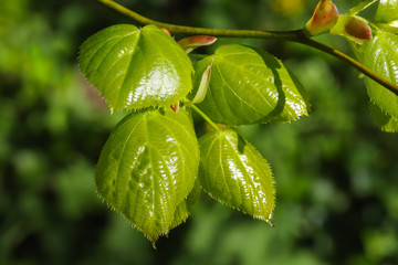 Wall Mural - Fresh green beech leaves in the spring sunshine