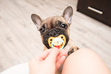 French bulldog holding a pacifier