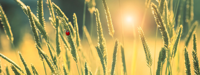 Beautiful spring border, ladybug at sunset on green grass, selective focus.