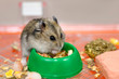 The Djungarian hamster is eating dry food from the green plastic bowl.