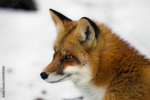 Roter Fuchs Im Schnee Buy This Stock Photo And Explore Similar Images At Adobe Stock Adobe Stock