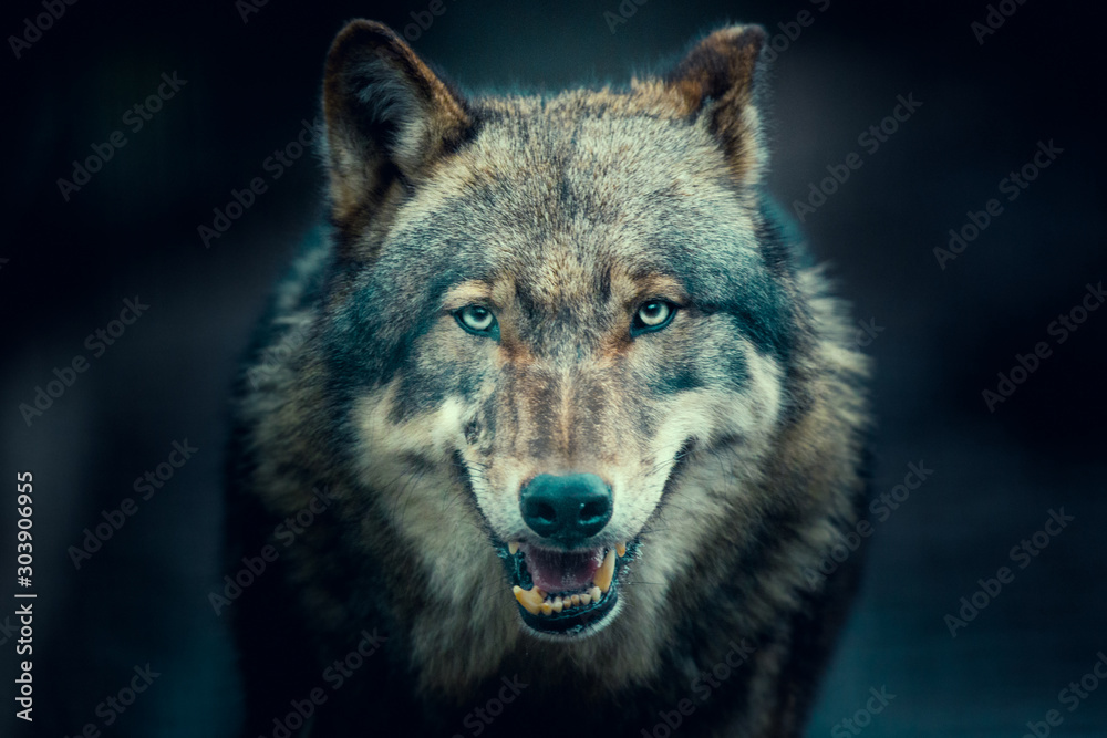 Obraz na płótnie Scary dark gray wolf (Canis lupus) w salonie