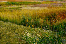 Wetland Reed And Grass Abstract