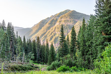 Coniferous Pine Trees On Trail To Ice Lake In Silverton, Colorado In August 2019 Summer Morning Sunrise Green Valley And Peak