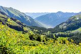 Fototapeta Góry - High angle view of valley with foreground of yellow wildflowers on trail to Ice lake near Silverton, Colorado in August 2019 summer