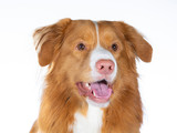 Fototapeta Psy - Nova Scotia duck tolling retriever portrait. Image taken in a studio with white background. isolated on white, copy space.