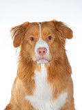 Fototapeta Psy - Nova Scotia duck tolling retriever portrait. Image taken in a studio with white background. isolated on white, copy space.