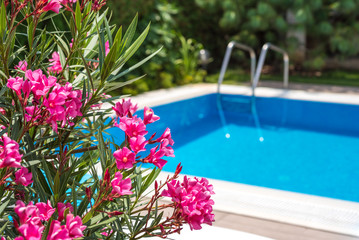 swimming pool in the garden