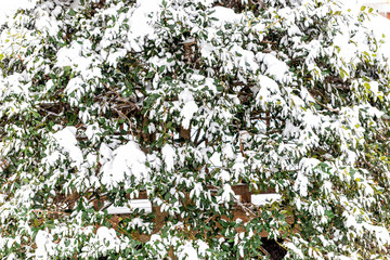 Wall Mural - Closeup of evergreen holly tree during winter snow weather with pattern of green leaves in northern Virginia backyard of house and fence
