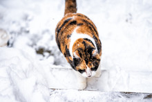 High Angle View Of Calico Cat Closeup Outside In Backyard During Snow Snowing Snowstorm In Garden Walking Climbing Steps Stairs Curious Exploring Cold Winter Weather