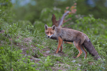 Wall Mural - Red Fox (Vulpes vulpes)