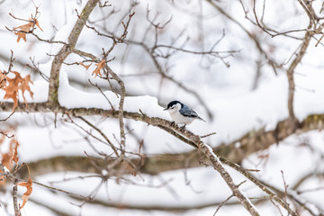 Wall Mural - White-breasted nuthatch single bird on tree during winter snowflakes snow covered oak tree in Virginia white background autumn winter or spring