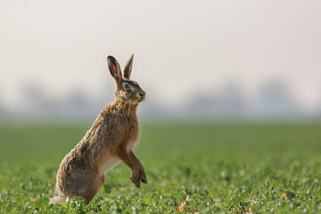 european hare, lepus europaeus, looking around dangerous