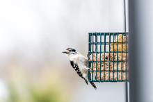 Downy Woodpecker Bird With Missing Leg Disabled Handicapped Animal Perching On Hanging Metal Suet Cake Feeder Cage Attached To Window In Virginia