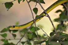 Green Mamba Snake Free Stock Photo - Public Domain Pictures