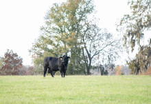 Bull Standing In A Green November Pasture