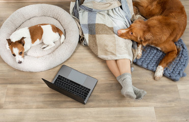 Two dogs with a girl working on a laptop at home. Nova Scotia Duck Tolling Retriever and a Jack Russell Terrier