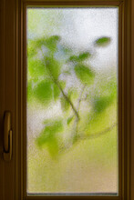Vertical Closeup Of Green Aspen Foliage Leaves On Tree Against Glass Small Window Of Bathroom Background