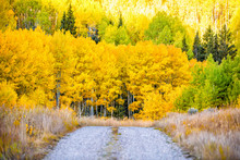 Colorado Rocky Mountains Autumn Fall Foliage On Trees And Small Dirt Path By Castle Creek Scenic Road With Colorful Yellow Orange Leaves