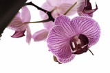 Fototapeta Storczyk - orchid on the white background