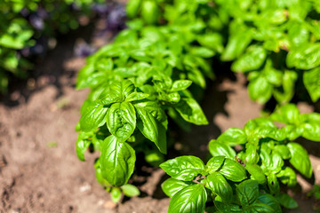 ripening in the sun on the beautiful lush green garden basil