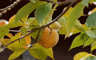 Die gelb-orange Kakifrüchte am Baum (Diospyros kaki)