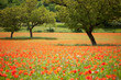 Walnut trees in a field of wild red poppies