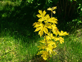 Wall Mural - Bright yellow leaves of Hydrangea quercifolia 'Little Honey', oakleaf hydrangea or oak-leaved hydrangea in spring garden in sunшпре. Elegant young plant with beautiful carved foliage.