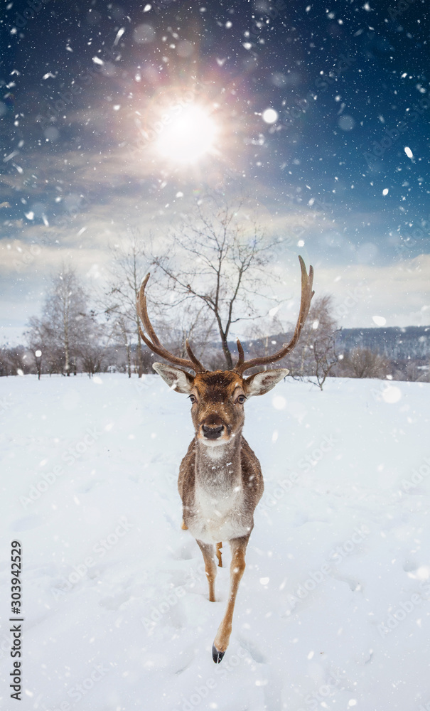Deer in beautiful winter landscape with snow and fir trees in the ...