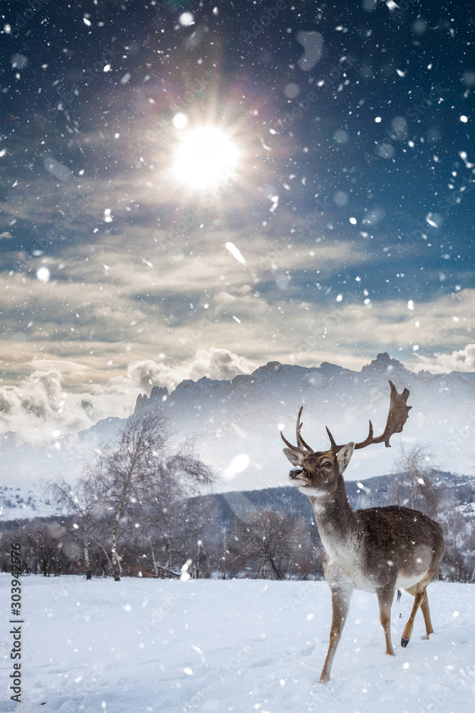 Deer in beautiful winter landscape with snow and fir trees in the ...