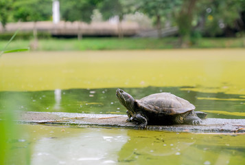 The tortoise stay and sunbath near pond in green garden and also look to the sky.