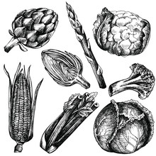 Hand Drawn Ink Sketch Of Vegetable. Set Of Various Vintage Vegetables. Sketches Of Different Eco Food. Isolated On White.