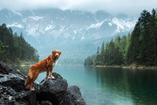 Traveling With A Dog. Nova Scotia Duck Tolling Retriever Stands On A Rock On A Lake In The Background Of Mountains.