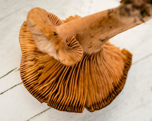 Close-up of underside of wild mushroom. Rich texture and details of the gills.