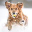 dog play in the snow