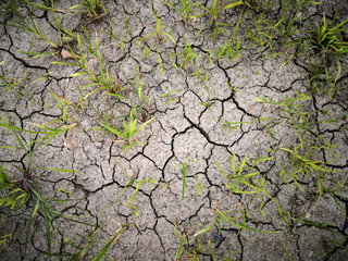 The grass and dried cracked earth. Because of no rain and drought season.