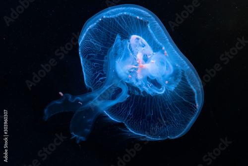 Photographie Aurelia aurita jellyfish close-up in aquarium