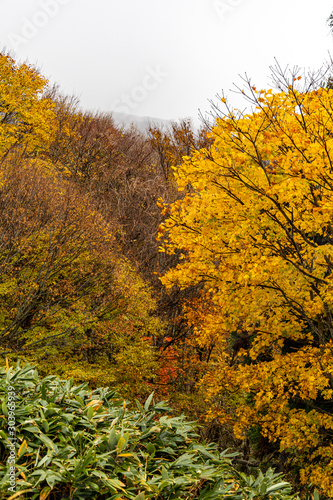 鳥取 大山 鍵掛峠の紅葉 曇り 雰囲気 Foto De Stock Adobe Stock 鳥取 大山 鍵掛峠の紅葉 曇り 雰囲気 Foto De Stock Adobe Stock