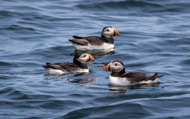 Trio of Atlantic Puffins (Fratercula arctica) in water off the coast of Maine, selective focus