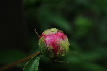 wet unblown bud of pink peony in leaves, with large drops of water, on a green background