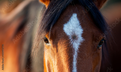 Horses Wall Murals Gallery Horses Wallpaper Nz Decor Decals Each piece is a realistically detailed replica of an animal you'd see in the fabric covered deer heads, moose heads, ram mounts, and more. wall murals