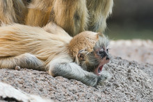 Baby Spider Monkey Resting On Rock