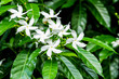 Close up of white Sampaguita Jasmine or Arabian Jasmine flower blossom in flower garden (Jasminum sambac (L.) Aiton; Oleaceae)