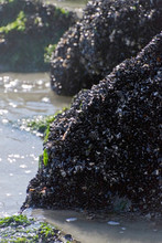 Barnacle Encrusted Jetty Boulders Amid The Tides