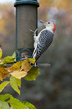 Hungry Red-bellied Woodpecker